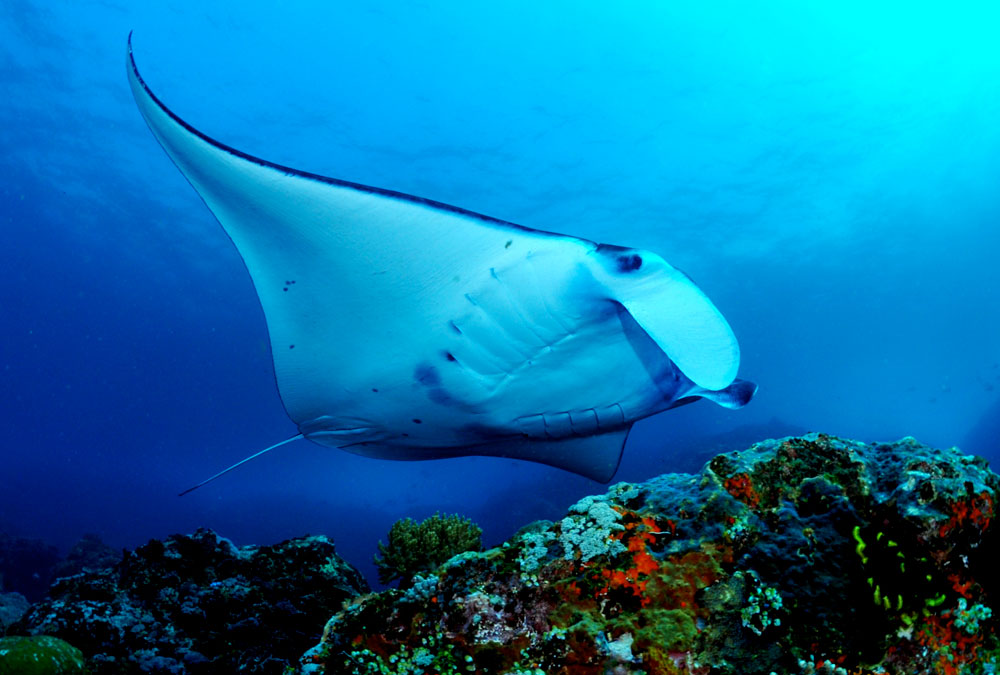 manta-diving maldivas