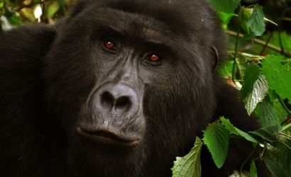 Uganda Gorilas viaje Ki Travels